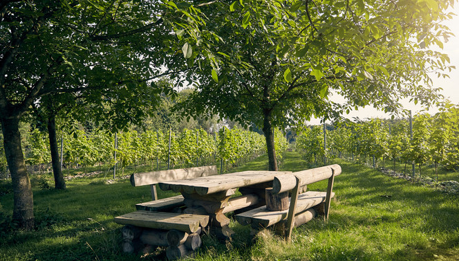 Surroundings Cuijk - Nijmegen 